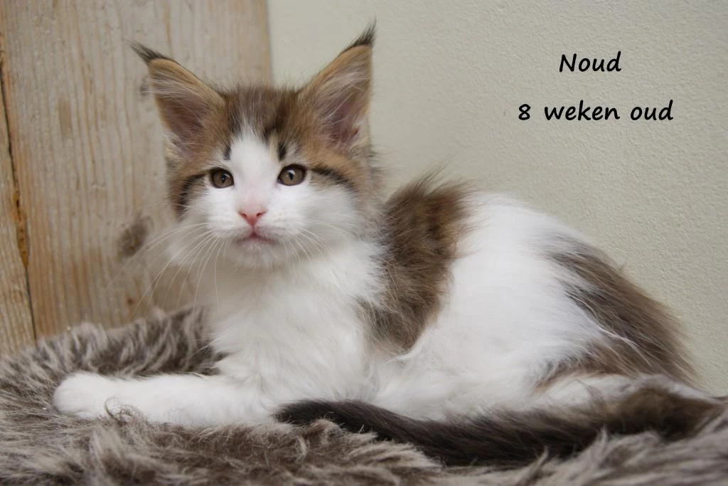 Noud